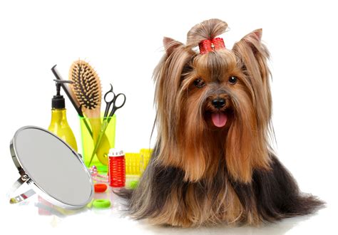 Pet Grooming Things You Didnt Know About Best Grooming