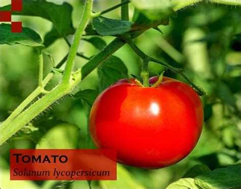 Scientific name, scientific name of water. Binomial Nomenclature or Scientific Name of Tomato