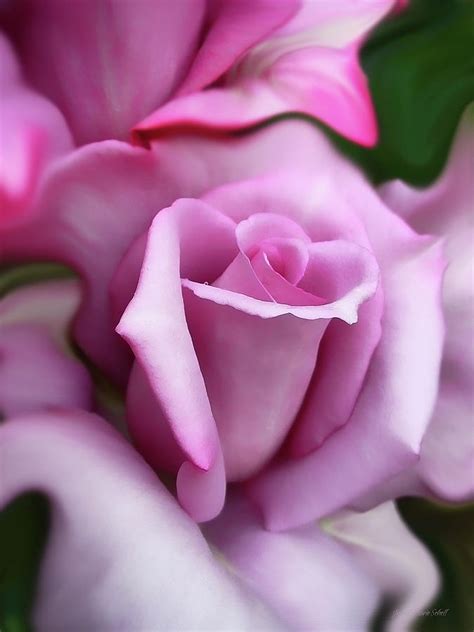 Purple Rose Portrait Photograph By Jennie Marie Schell