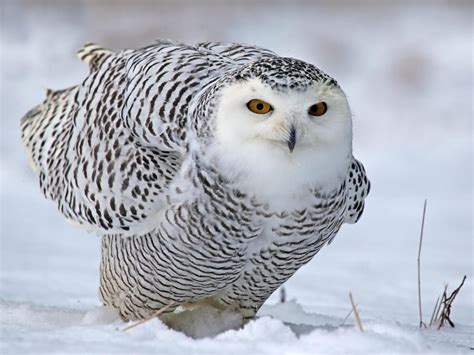 Types Of Owls In Arkansas Complete Guide Birdfact