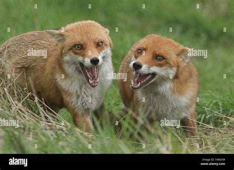 Two Magnificent Wild Female Red Foxes Vulpes Vulpes Both With Their