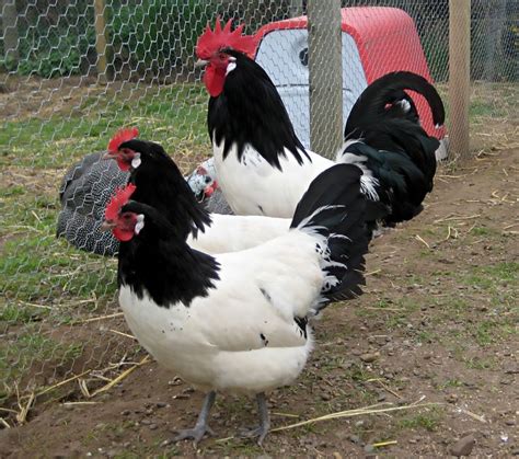 Fancy Chickens Pet Chickens Beautiful Chickens