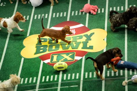 Here are a few more things to know about boston terrier puppies Uber Drives Adoptable Pups To Homes In Honor Of Puppy Bowl ...
