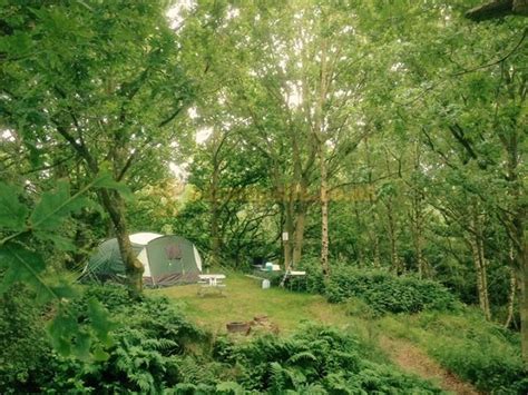Dreamy Hollow Woodland Campsite Ww Trenches Fakenham Campsites Norfolk