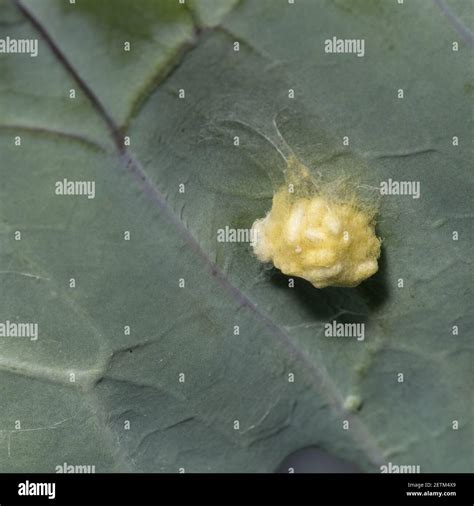 Pupae Of Parasitic Wasp Cotesia Glomerata In Silken Cocoons On Red