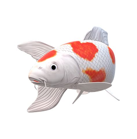 Koi Carp Fish Isolated On A Transparent Background 23839766 Png