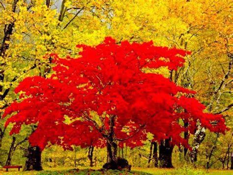 Color Splash Autumn Blaze Maple Beautiful Nature Beautiful Tree