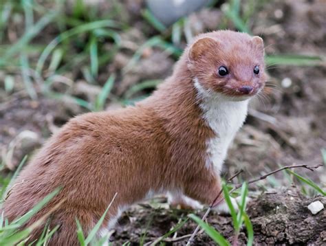 Weasel Wallpapers Animal Hq Weasel Pictures 4k