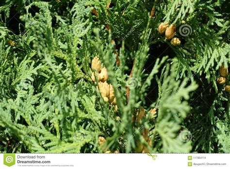 Foliage Of Thuja Occidentalis With Cones Stock Photo Image Of Cedar