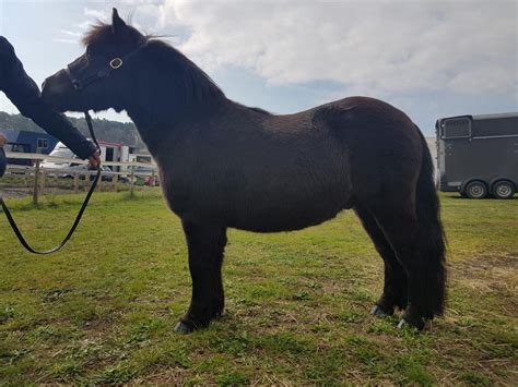 SHETLAND PERFORMANCE - Shetland Pony For Sale