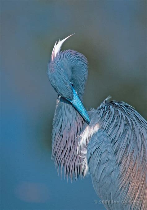 Wading Birds Of Florida Page Bird Photography By Joe Costanza