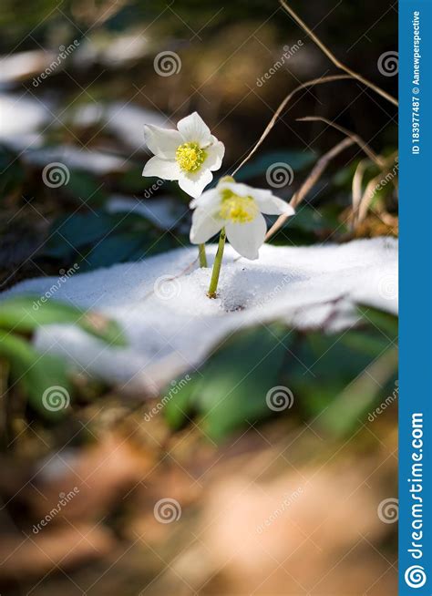 Snow Roses Growing Through Snow Stock Image Image Of Growing Flower