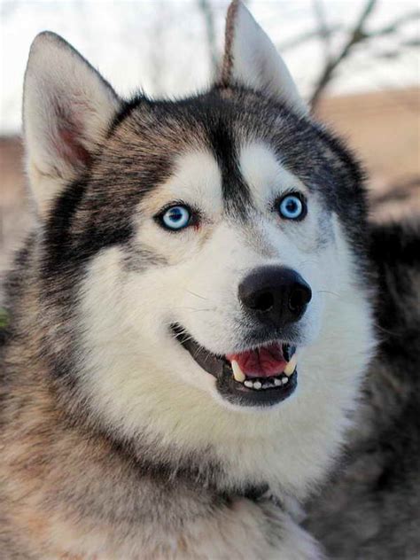 Find alaskan malamute puppies and breeders in your area and helpful alaskan malamute information. Alaskan Husky Dogs | PETSIDI