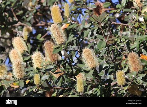 Australian Coast Banksia Tree In Flower Stock Photo Alamy