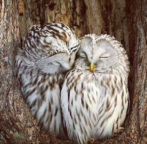 Owls Sleeping Owls Owl Pet Birds Owl Pictures