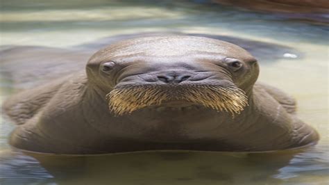 First Baby Walrus Born At Seaworld Orlando Is Adorable