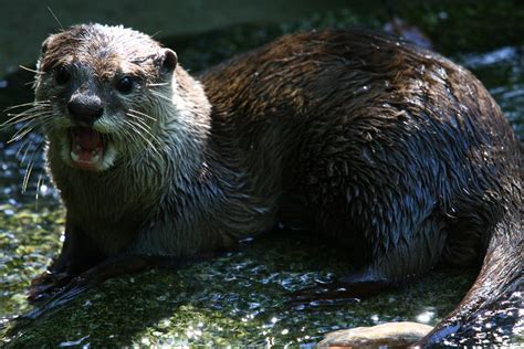 Otter Iamgist Flickr