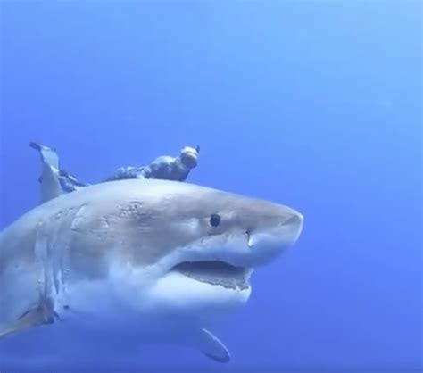 Jaw Dropping Largest Great White Shark Ever Recorded In The History Of The World Swimming Off