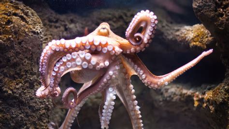 12 Outrageous Facts About Octopuses Mental Floss