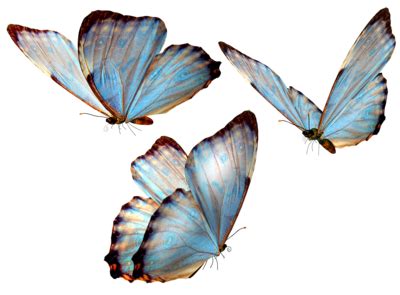 Famous for their seasonal migration, millions of monarchs migrate from the united states and canada south to california and. Beautiful butterfly by vanessyca71.deviantart.com on ...