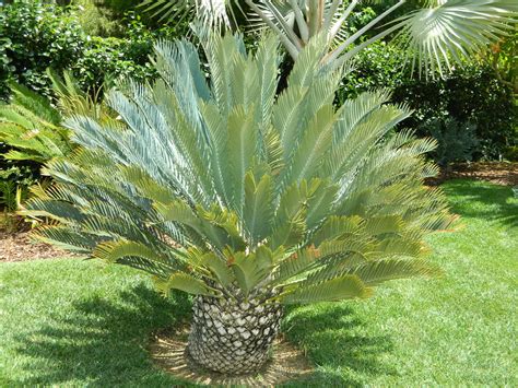Encephalartos Princeps In San Diego With Images Tropical Plants Tropical Landscaping Plants
