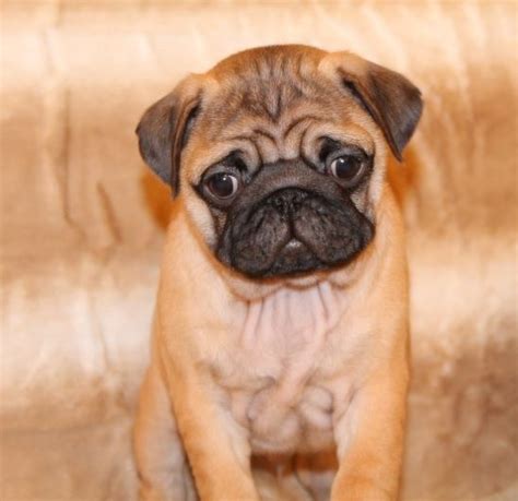 Apricot Pugs Cute Apricot Pug Puppy Puggies Pug Puppies Baby