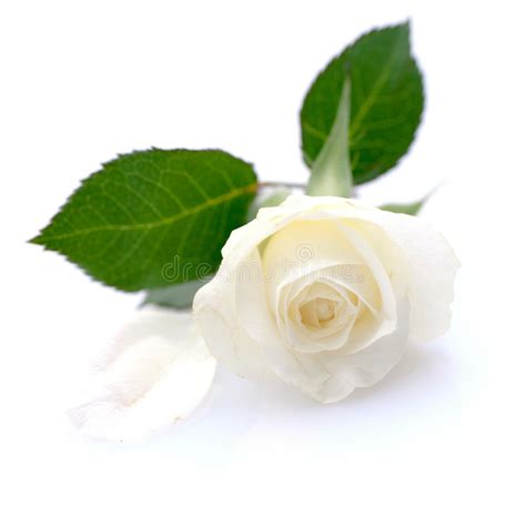 11000 White Rose Free Stock Photos Stockfreeimages