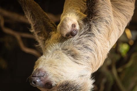 Baby Sloth Surprises Zookeepers With Speedy Birth