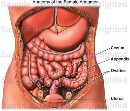 This is a laparoscopic tour of abdominal cavity anatomy. Anatomy of the Female Abdomen - Medical Illustration ...