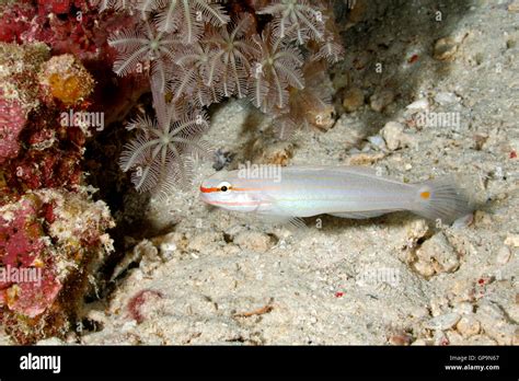Orange Striped Goby Hi Res Stock Photography And Images Alamy