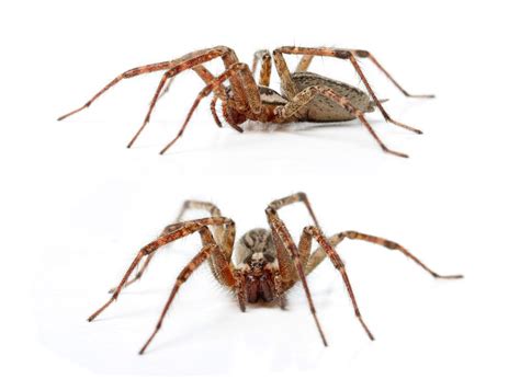 How To Identify Hobo Spiders And Treat Hobo Bites Pest Wiki