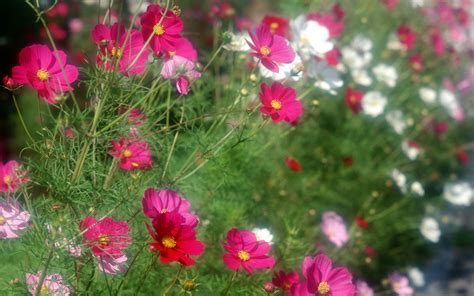 Beautiful Cosmos Flowers In The Garden Wallpapers And Images