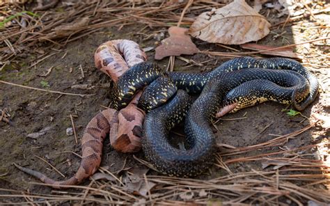 What Eats A Copperhead Snake Support Wild