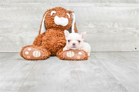 A wide variety of french bulldogs options are available to you, such as feature, apparel & accessory type, and application. French Bulldog puppies for sale|Mixed small breed puppies ...