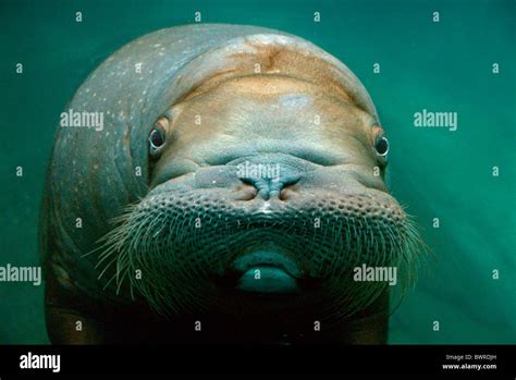 Walrus Odobenus Rosmarus Female Underwater Point Defiance Zoo