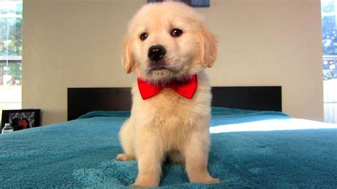 Coopers First Valentines Day Golden Retriever Puppy