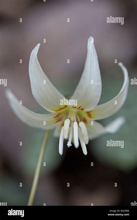 Closeup Of A Sierra Fawn Lily Humboldt County California Stock Photo