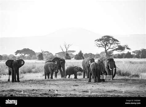 Elephant in the dust powder in Amboseli national park kenya Stock Photo