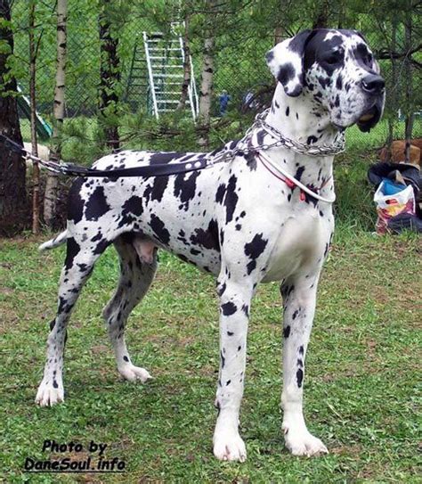 Recognized show colors are fawn (gold with a black mask, possible black ears and tail tip), brindle (gold with a black stripe pattern), steel blue, glossy black, 'harlequin' (white with black patches), and. Great dane - Harlequin | Great dane puppy, Dane dog, Great ...
