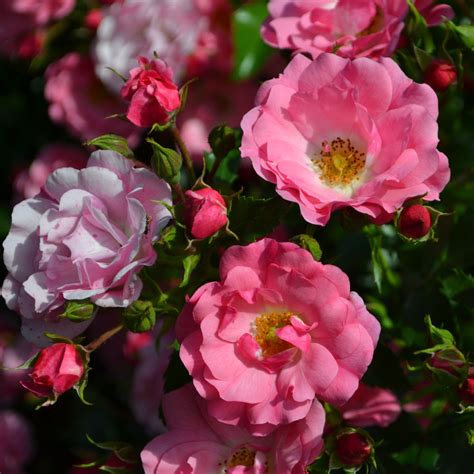 Flower Carpet Pink Rose Leafwise