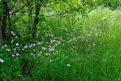 Primrose Path Gene Ellison Flickr