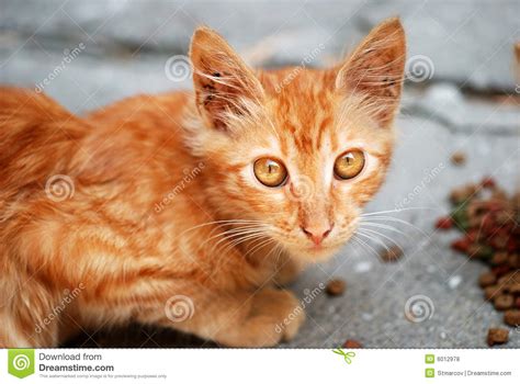 Do not give your cat the rind or seeds. Orange Cat Eat Granule Royalty Free Stock Photos - Image ...