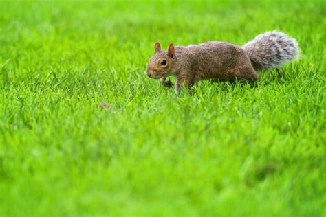Premium Photo Brown Squirrel Over Green Grass Looking Towards Camera