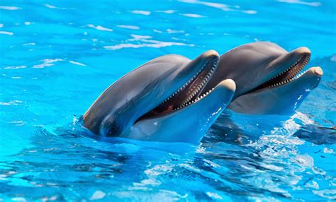 Amor Mioღ Fotos De Delfines Lindos Clickpara Ver
