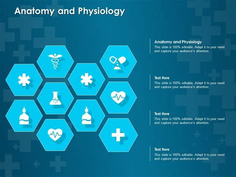 Anatomy And Physiology Ppt Powerpoint Presentation Professional