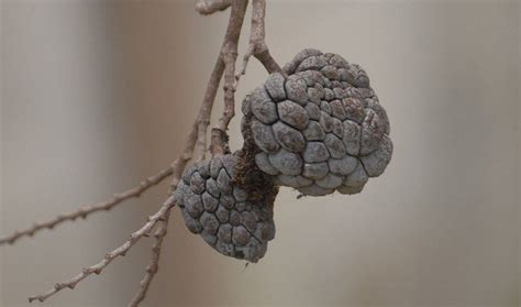 Here we discuss careers in computer science, computer engineering, software engineering, and related fields. How Long Does Custard Apple Last? Tips To Keep Them Fresh ...