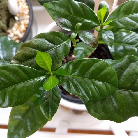 Coffee Plant Leaves Keep Browning Help Rindoorgarden