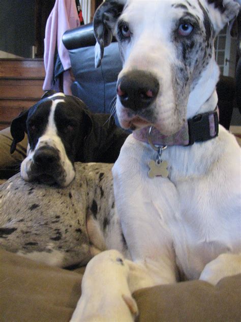 Waters edge great dane rescue, inc. The perfect pillow #Great #Dane I have two Great Danes ...