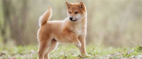 Dogs That Look Like Foxes