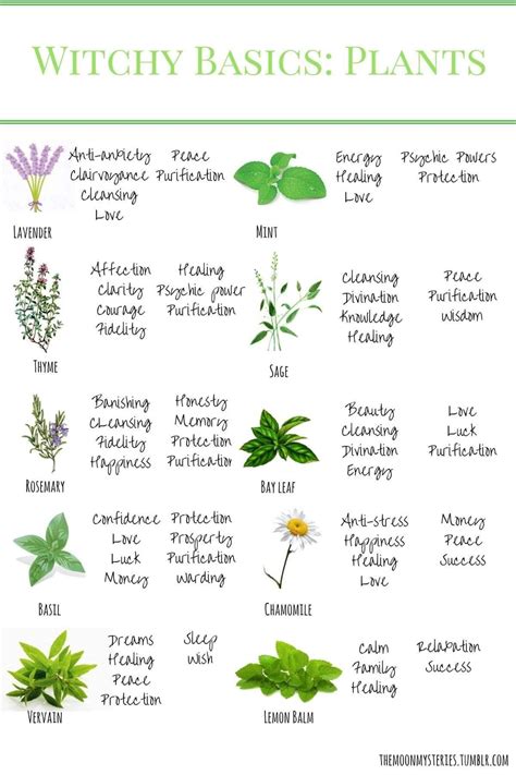 Pin By Stacy Clayton On Witchy Magic Herbs Witch Herbs Magical Herbs